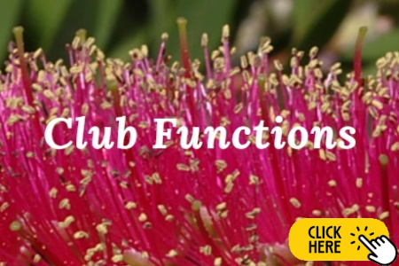 Club-functions