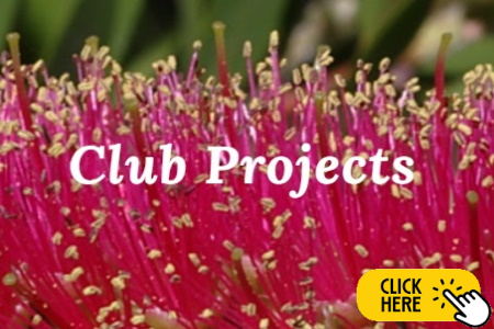 Club-projects